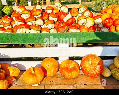 Kürbisse in verschiedenen Formen und Größen werden am Nachmittag im Herbst auf einem Holzständer auf einem Bauernhof angeordnet. Stockfoto