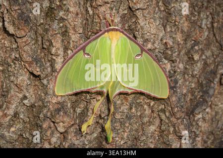 Nahaufnahme der Luna Motte (Actias luna), die am späten Nachmittag auf Baumrinde ruht Stockfoto