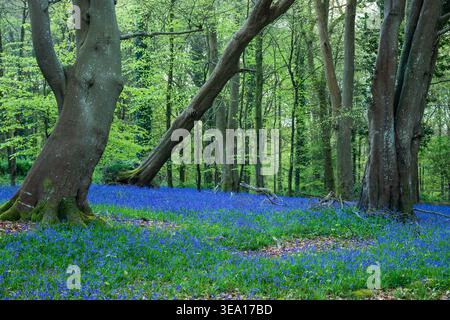 Bluebells in West Sussex, England. Stockfoto
