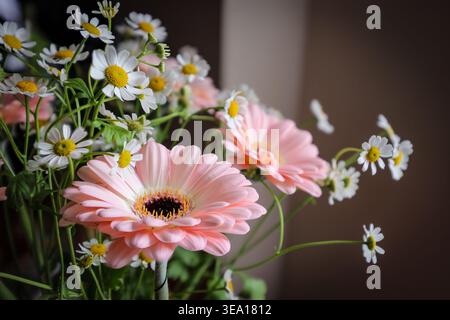 Weiche rosa Gerbera blüht neben kleinen weißen Gänseblümchen. Grüne Stiele steigen sanft aus verschwommenem Hintergrund. Blumen leuchten mit natürlichem, sanftem Licht. Perfekt Stockfoto