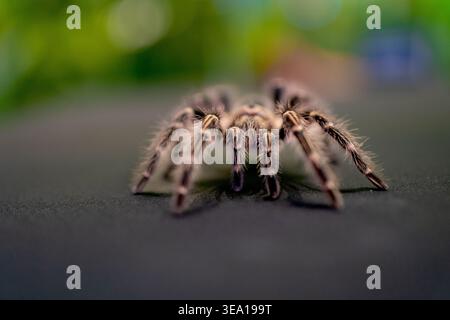 Detaillierte Makroaufnahme einer rosafarbenen Tarantel, die auf einer dunklen Oberfläche mit weichem, unscharfem grünem Hintergrund krabbelt. Stockfoto
