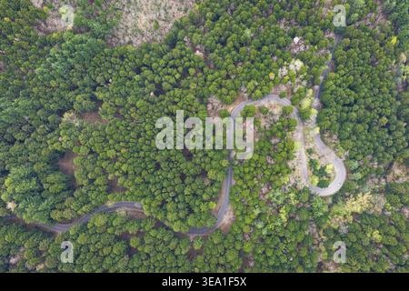 Aus der Vogelperspektive einer gewundenen Asphaltstraße, die sich durch das dichte grüne Baldachin des Waldes von Vallombrosa im Apennin schlängelt. Stockfoto
