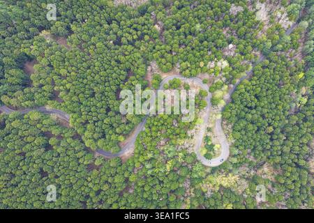 Aus der Vogelperspektive einer gewundenen Asphaltstraße, die sich durch die dichten grünen Baumkronen des Waldes in Vallombrosa, Toskana, Italien schlängelt. Stockfoto