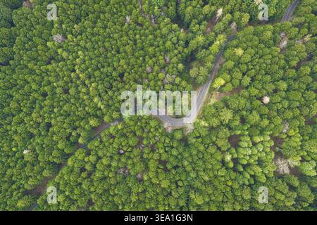 Aus der Vogelperspektive einer gewundenen Asphaltstraße, die sich durch das dichte grüne Baldachin des Waldes von Vallombrosa in Vallombrosa, Toskana, Italien schlängelt. Stockfoto