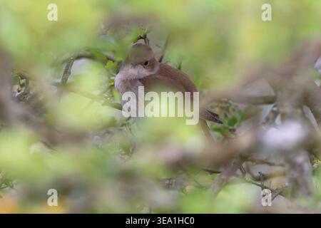 Gewöhnliche Nachtigall (Luscinia megarhynchos) typische Aussicht versteckt in Deckung Weißdorn (Crataegus monogyna) Busche Suffolk April 2026 Stockfoto
