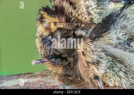 Extreme Nahaufnahme des Kopfes einer Frosted Green Moth, Polyploca Ridens, Norfolk, Großbritannien, 4. April 2026 Stockfoto