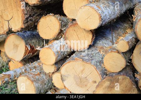 Die Textur der auf dem Boden gestapelten, gefällten Birkenstämme. Gestapelte Baumstämme mit Holzstruktur nach dem Holzeinschlag. Konzept für Forst- und Industrieholzprodukte Stockfoto
