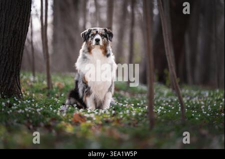 Wunderschöner australischer Schäferhund, der im Frühlingswald zwischen weißen Blumen und gefallenen Blättern sitzt Stockfoto