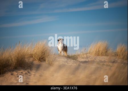 Australischer Schäferhund steht auf Sanddünen mit goldenem, trockenem Gras unter blauem Himmel Stockfoto
