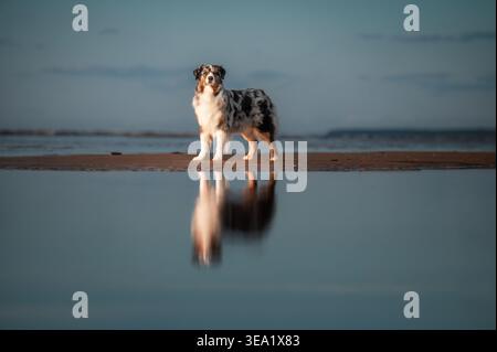 Energiegeladener australischer Schäferhund, der im flachen Wasser am Strand steht, mit perfekter Spiegelreflektion Stockfoto