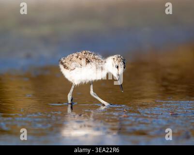 Schwarzes Stelzenmohn auf der Suche nach Nahrung im Wasser Stockfoto