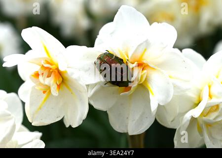 Rosenscheuerkäfer, auf Cetonia aurata auf weißen und gelben Frühlingsblüten von doppelter Narzissen, Narcissus 'Sir Winston Churchill' UK Garden April Stockfoto