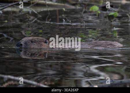 Eurasian Biber (Castor Fiber) Wiedereinführung Schwimmen Norfolk April 2026 Stockfoto