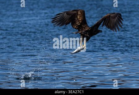 Seeadler Svolvaer, Norwegen, 16.04.2026: Seeadler. *** Seeadler Svolvaer, Norwegen, 16 04 2026 Seeadler Stockfoto