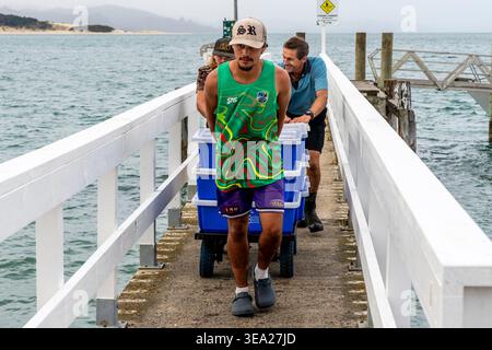 Männer, die frischen Fisch von Einem Fischerboot abladen, Opononi, Northland, Neuseeland. Stockfoto