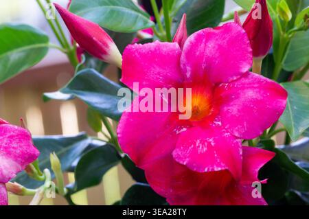 Foto einer tropischen exotischen Blume der weißen dipladenia oder mandevilla in einem roten Backsteintopf. Dipladenia in der Landschaftsgestaltung. Nahaufnahme von mandevilla, Stockfoto