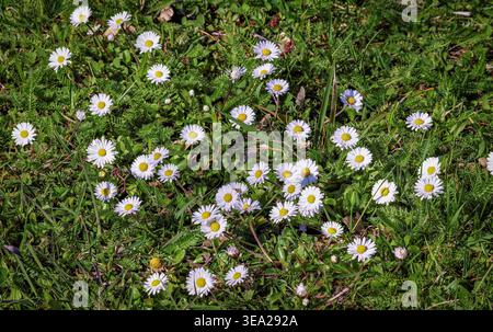 Eine Vielzahl von blühenden Gänseblümchen auf einer üppig grünen Wiese bei hellem Sonnenlicht. Natürliche Textur und frühlingshafte Atmosphäre. Stockfoto