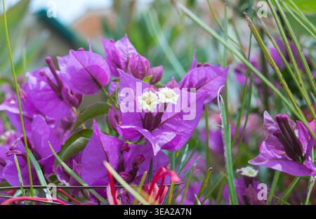 Nahaufnahme von leuchtenden violetten Bougainvillea-Hügeln und kleinen weißen Blumen, die draußen in einer sonnigen Gartenumgebung wachsen Stockfoto
