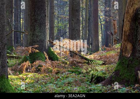 Waldboden im Herbst mit leuchtendem grünem Moos und trockenen braunen Farnblättern, beleuchtet von sanftem Sonnenlicht, das durch hohe Baumstämme filtert. Erstellen eines t Stockfoto
