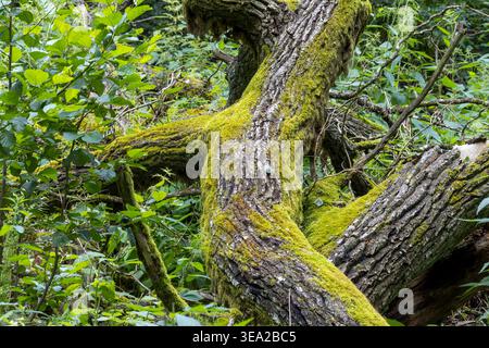 Verdrehte, umgestürzte Baumstämme liegen mit leuchtendem grünem Moos bedeckt und vermischen sich auf dem Waldboden mit vielfältigem Laub und Unterholz und symbolisieren wildere Tiere Stockfoto