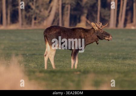 Junge Bullenelche stehen auf einem lebendigen grünen Wiesen mit einem Wald im Hintergrund, direkt im Sonnenlicht der goldenen Stunde, und zeigen seine Prominenz Stockfoto
