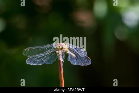 Libelle mit markanten roten Augen und transparenten Flügeln auf einem schmalen Stab, die komplizierte Muster vor einem weichen grünen Bokeh-Hintergrund zeigen Stockfoto