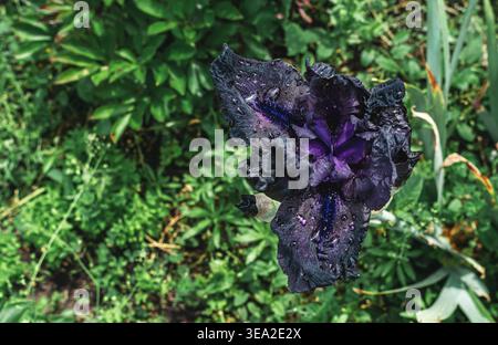 Luxuriöse dunkle Irisblume mit samtigen Blüten und Regentropfen, elegante Gartenblüte mit satten Farben und weichem Hintergrund. Stockfoto