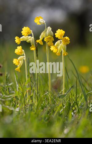 Zarte, winzige Wildblumen auf einer Wiese, Worcestershire, England. Stockfoto