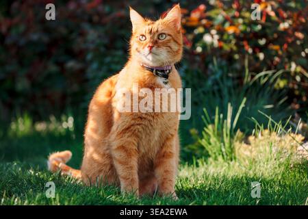 Ingwerkatze im Garten Sonnenlicht, Haustierporträt draußen. Stockfoto