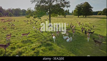 Große Gruppe von Damhirschen, einschließlich Weißhirschen, die an sonnigen Sommertagen unter einem Schatten eines Eichenbaums auf einer grünen Wiese weiden und ruhen. Wilde Natur im Hintergrund, Wildtiere entdecken. Drohnenflug Stockfoto