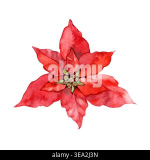 Handgezeichnete Aquarellillustration einer roten Weihnachtsstern, auch bekannt als Weihnachtsstern. Dieses farbenfrohe Blumenelement im Winter besticht durch sattes Rot Stockfoto