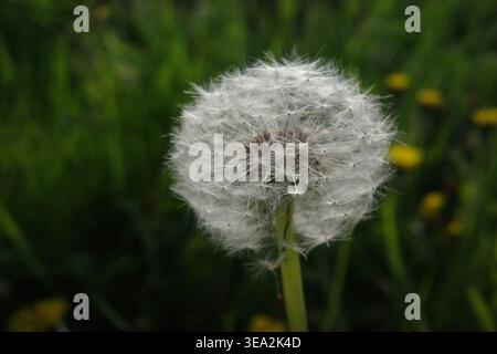 Ein Löwenzahn-Puff liegt auf einem grünen Stiel auf einem Feld. Die flauschigen weißen Samen sind bereit, vom Wind weggeblasen zu werden. Gelbe Blüten wachsen in der Nähe. Die Sonne Stockfoto