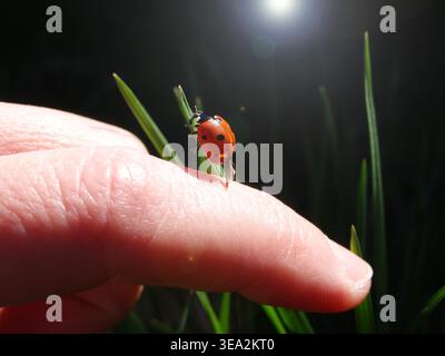 Foto eines Marienkäfers in Frauenhänden vor grünem Gras. Marienkäfer landet auf einer Hand. Stockfoto