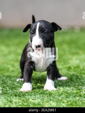 Miniatur-Bullterrier-Welpe steht im Gras mit der Zunge nach außen Stockfoto