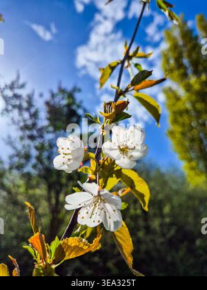 Eine Nahaufnahme der Blüte auf einem Kirschbaum im Frühjahr 2026. Stockfoto