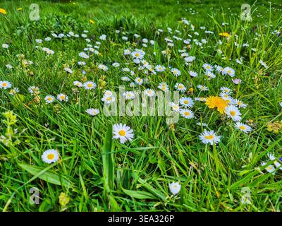 Eine Nahaufnahme der Blüten von Daisy und Löwenzahn im Frühjahr 2026. Stockfoto