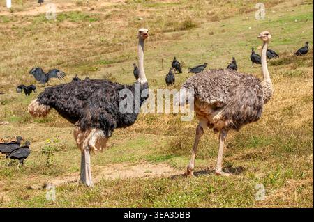 Strauß (Struthio camelus) ist ein großer Vogel, der nur in der afrikanischen Savanne vorkommt. Ist der größte lebende Vogel. Stockfoto