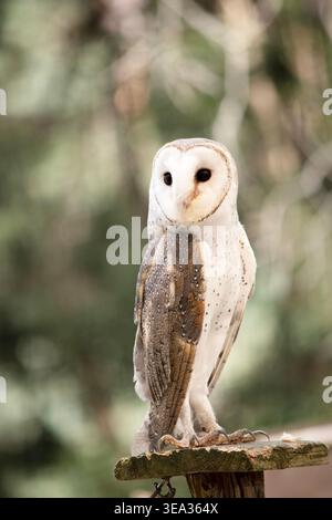 Scheuneulen haben ein markantes, herzförmiges weißes Gesicht und dunkle Augen. Stockfoto