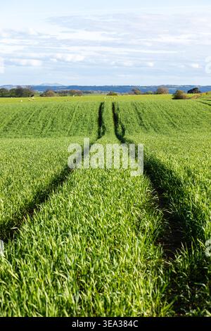Traktorstraßenbahnen, die durch eine üppig grüne junge Getreideernte auf einem ländlichen Feld unter einem hellen Frühlingshimmel in Shropshire, England, führen Stockfoto