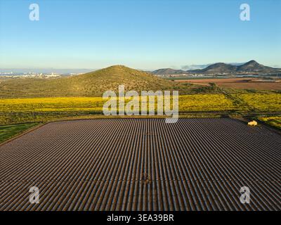 Aus der Vogelperspektive bewirtschaftete landwirtschaftliche Felder mit parallelen Kulturreihen und einem lebhaften gelben Wildblumenfeld in der Nähe der Küstenhügel in Murcia, Spanien. Das g Stockfoto