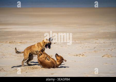 Zwei Hunde, ein belgischer Malinois und ein Rhodesian Ridgeback, spielen am riesigen Sandstrand von Tarifa, Spanien. Das Bild erfasst einen dynamischen Moment von i Stockfoto