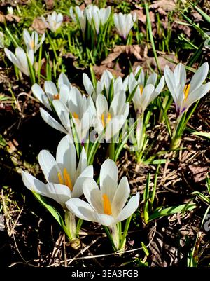 In einem Garten blühen Krokusblüten während der Frühlingssonne mit grünem Gras um sie herum Stockfoto