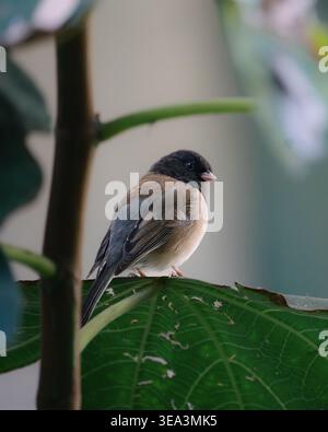 Kleiner, dunkeläugiger Junco auf grünem Blatt zwischen tropischen Pflanzen Stockfoto