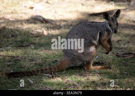 Das Gelbfüßige Rock-Wallaby hat eine helle Farbe mit einem weißen Wangenstreifen und orangen Ohren. Stockfoto