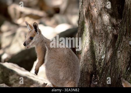 Das Gelbfüßige Rock-Wallaby hat eine helle Farbe mit einem weißen Wangenstreifen und orangen Ohren. Stockfoto