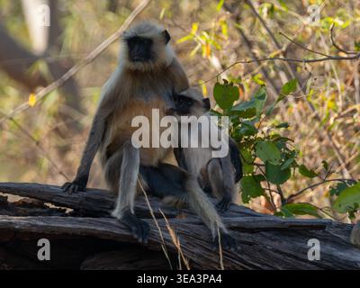 Graue Sprache der nördlichen Ebenen, Semnopithecus entellus Stockfoto