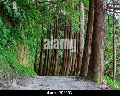 Straße entlang des Furnas-Sees. Von Bäumen gesäumter Schotterweg führt durch hohe Zedernbäume. Moosbewachsener Damm auf einer Seite. Ruhiger Waldkorridor. Sao Miguel. Azoren. Stockfoto