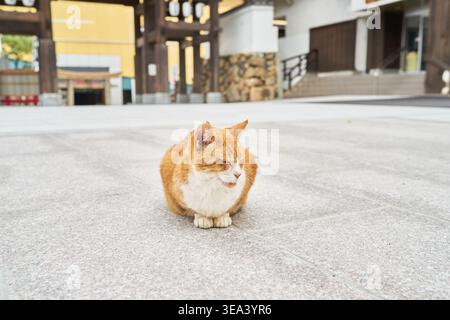 Eine Ginger Tabby Katze schläft ruhig auf Steinpflaster. Ein verschwommenes traditionelles japanisches Tor mit Laternen bildet den Hintergrund und schafft eine friedliche Szene. Stockfoto