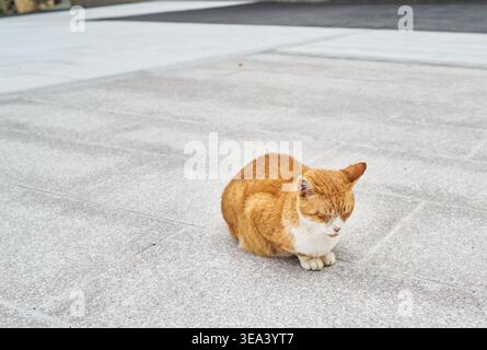 Eine Ginger Tabby Katze schläft ruhig auf Steinpflaster. Ein verschwommenes traditionelles japanisches Tor mit Laternen bildet den Hintergrund und schafft eine friedliche Szene. Stockfoto