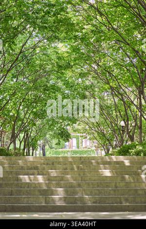 Eine ruhige Steintreppe führt hinauf zu einem üppig grünen Baumdach. Das Sonnenlicht des Sommers durchströmt die dichten Blätter und erzeugt einen ruhigen Schatten. Stockfoto